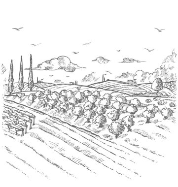 Zeytin ağaçları Bahçe. Çizilmiş vektör çizim el