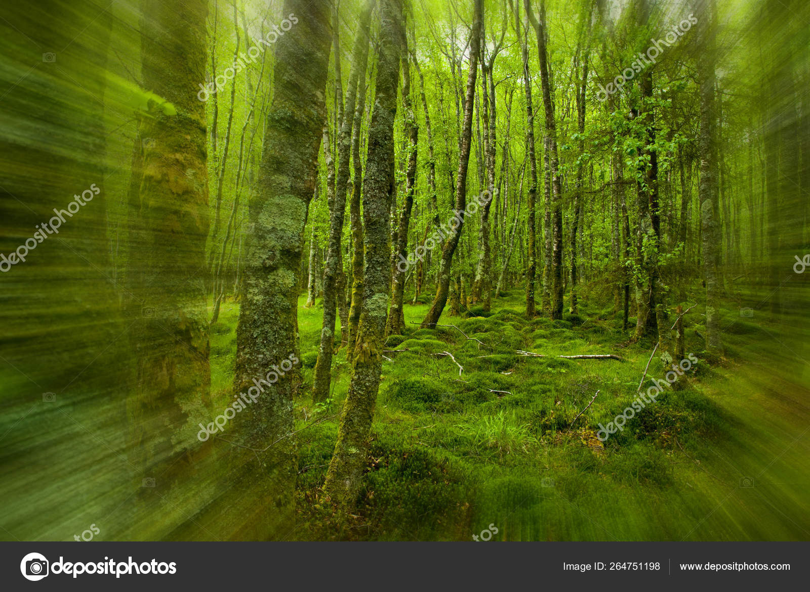 Forest Killarney National Park County Kerry Ireland Stock Photo