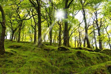 Orman, killarney Milli Parkı, county kerry, İrlanda 