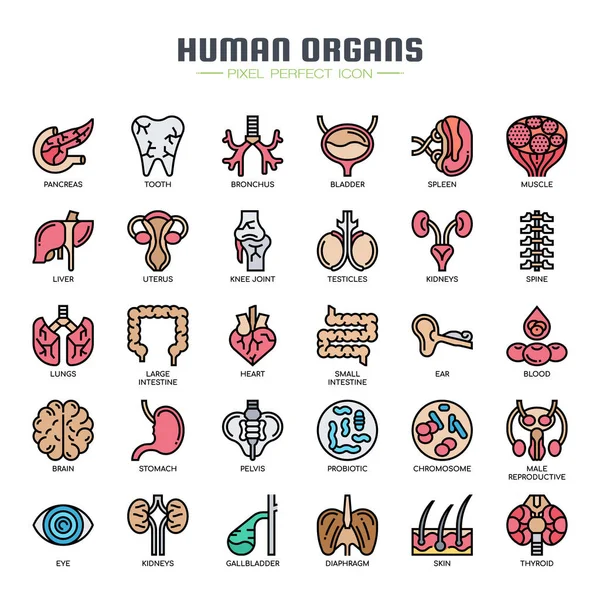 Órganos humanos, línea delgada y píxeles iconos perfectos Gráficos Vectoriales