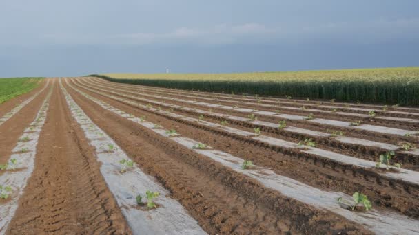 Field Watermelon Melon Plants Protective Plastic Stripes — Stock Video