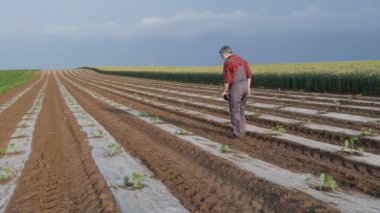 Karpuz ve kavun bitki alanında koruyucu plastik şeritler altında incelenmesi çiftçi