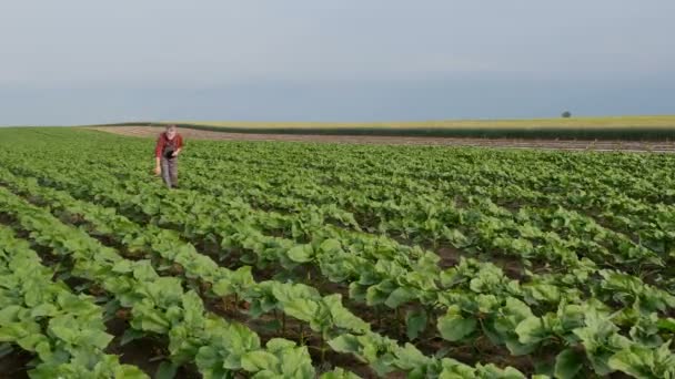 农民或农艺师走在绿向日葵田 用片剂检验植物质量 — 图库视频影像