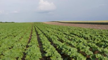 Yeşil alan, bahar zamanı, güçlü rüzgar ayçiçeği bitki ekili