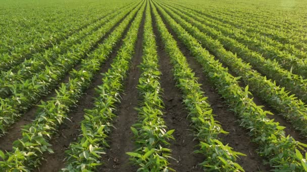 Agricultura Plantas Soja Cultivadas Verdes Campo Tiempo Primavera — Vídeo de stock