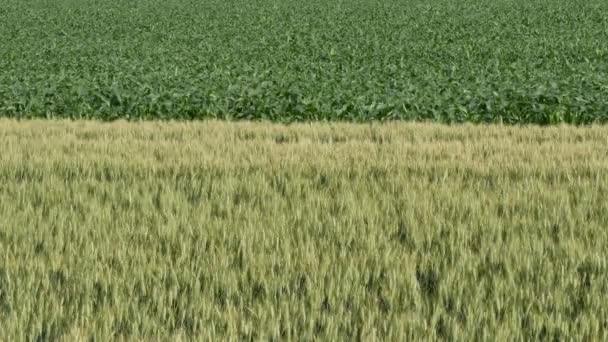 麦田中的青麦和玉米植株 晚春4K — 图库视频影像