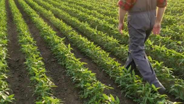 Zemědělec Nebo Agronom Procházky Oblasti Sóji Zkoumání Rostliny — Stock video