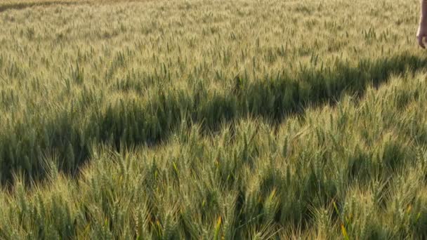 農家や農業歩いて 春小麦の品質を検査 — ストック動画