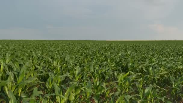 Agricultura Campo Milho Verde Com Céu Nublado Vento — Vídeo de Stock