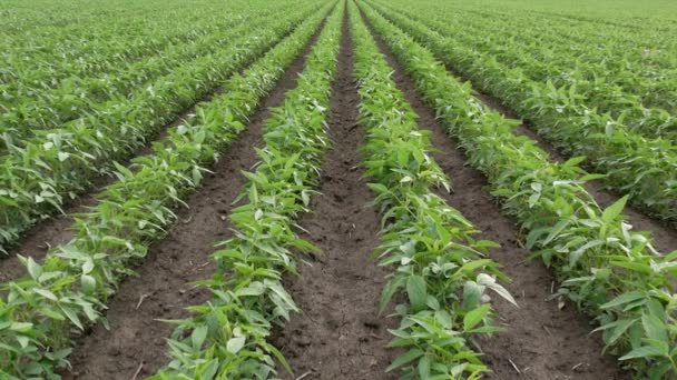 Agricultura Plantas Soja Verde Cultivadas Campo Zoom Video Primavera — Vídeos de Stock