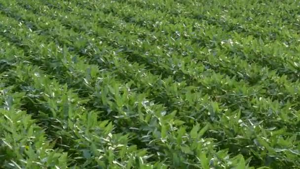 Agricultura Plantas Soja Cultivadas Verdes Campo Con Viento Tiempo Primavera — Vídeo de stock