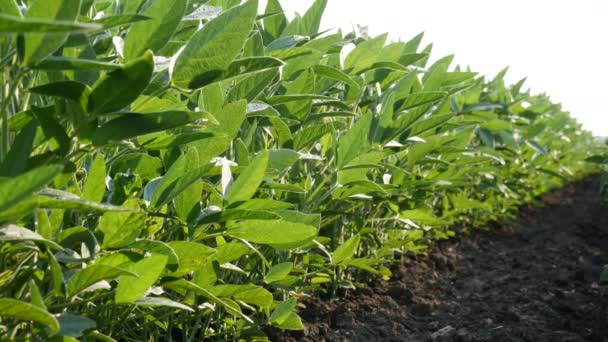 グリーン栽培大豆豆植物風 ローアングルとフィールドで春の時間 — ストック動画