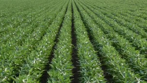 Landwirtschaft Grün Angebaute Sojabohnenpflanzen Feld Mit Wind Frühlingszeit — Stockvideo