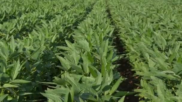 Agricultura Plantas Soja Cultivadas Verdes Campo Com Brisa Foco Seletivo — Vídeo de Stock