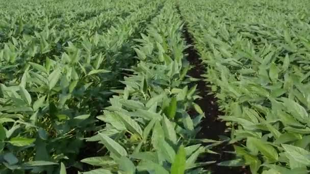 Agriculture Green Cultivated Soy Bean Plants Field Breeze Vertical Panning — Stock Video