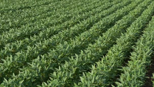 緑耕されたフィールドに風が吹いて 大豆豆植物春の時間 — ストック動画