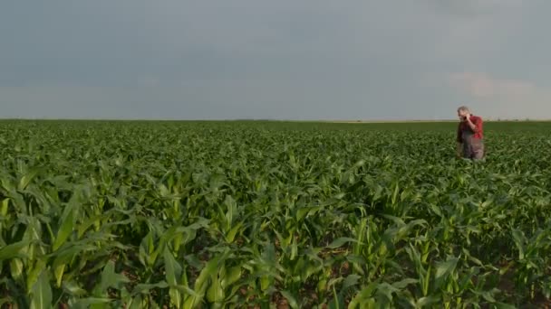 农民在田间检测玉米植株质量与手机通话4K — 图库视频影像