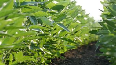 Tarım, closeup yeşil soya fasulye bitki alanı ile Meltem, düşük açılı 4 k video, bahar zaman ekili