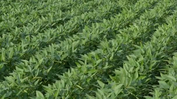 Agricultura Plantas Soja Cultivadas Verdes Campo Com Sopro Vento Tempo — Vídeo de Stock