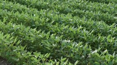 Tarım, yeşil soya fasulye bitki alanı ile bir rüzgar esiyor, bahar zaman ekili