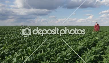 Çiftçi ya da yürüyüş ve yeşil soya tesisi alanında, 4 k görüntüleri inceleyerek ziraat mühendisi