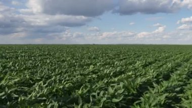 Yeşil soya fasulye bitki alanı gökyüzü ve bulutlar ve kuvvetli rüzgar, bahar zamanı 4 k görüntüleri ile ekili