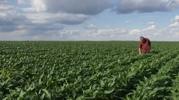 Farmer Agronomist Examining Green Soybean Plant Field Using Tablet Spring — Stock Video