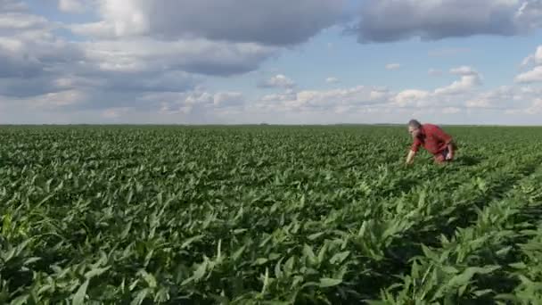 Фермер Агроном Изучает Растение Зеленой Сои Поле Помощью Планшета Весеннее — стоковое видео