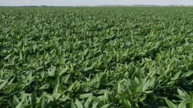 Tarım, yeşil soya fasulye bitki alanı ile Rüzgar eserken, bahar zamanı 4 k görüntüleri ekili