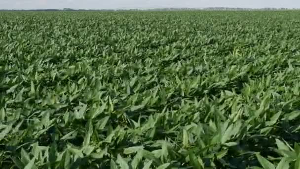 Agriculture Green Cultivated Soy Bean Plants Field Wind Blowing Spring — Stock Video