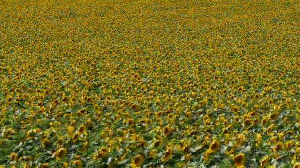 Ayçiçeği Çiçek Açması Bitkilerde Alan Tarım Erken Yaz Aylarında Görüntüleri — Stok video