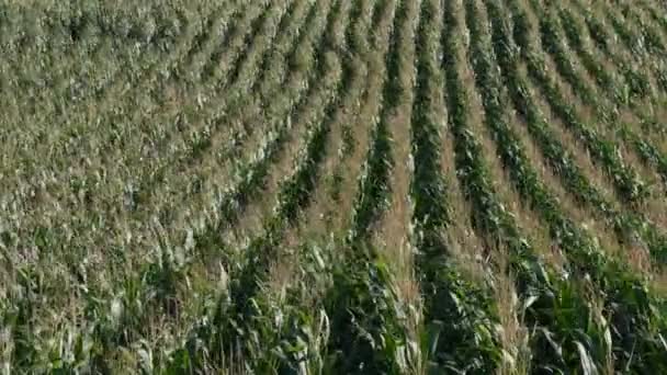 Green Corn Field Strong Wind High Angle Footage Agriculture Early — Stock Video
