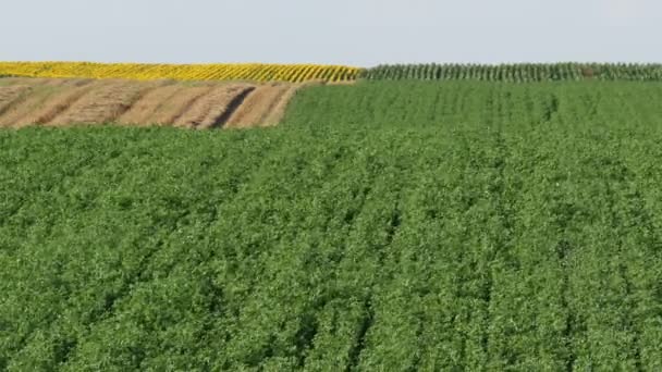 緑のクローバー植物強風下のフィールド 初夏に農業 — ストック動画