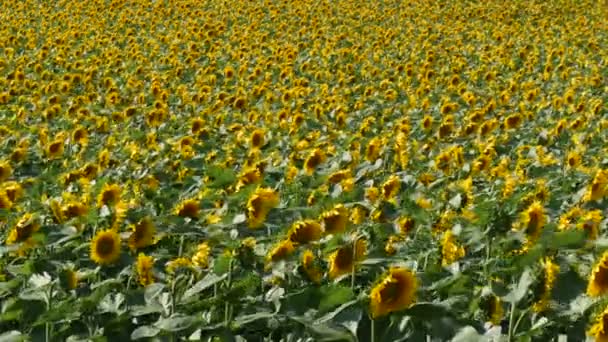 Blommande Solros Växter Fältet Jordbruket Början Sommaren Film — Stockvideo