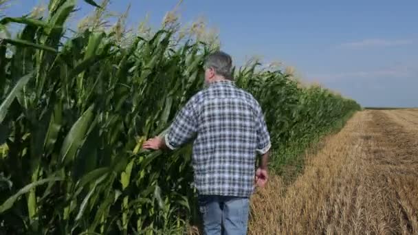 Agricultor Agrónomo Inspeccionando Calidad Las Plantas Maíz Campo Principios Verano — Vídeo de stock