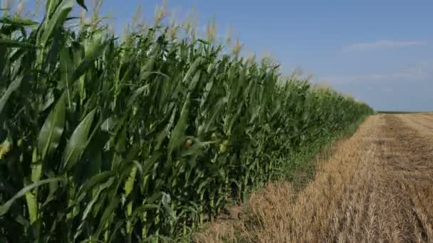 Зелене Кукурудзяне Поле Красиве Небо Хмарами Початку Літа Дме Вітер — стокове відео