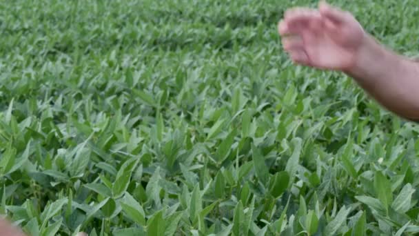 Händedruck Zwei Bauern Beim Händeschütteln Auf Dem Sojabohnenfeld Landwirtschaft Frühsommer — Stockvideo