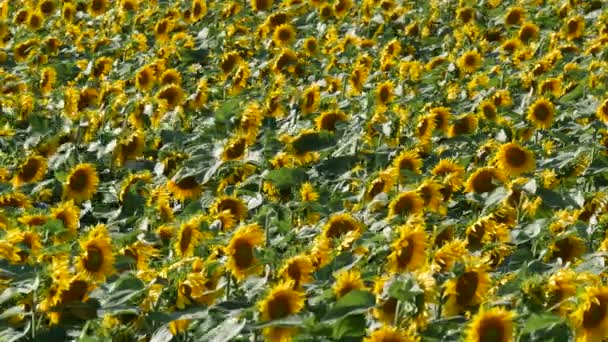 フィールド 初夏に農業 映像のヒマワリ開花植物 — ストック動画