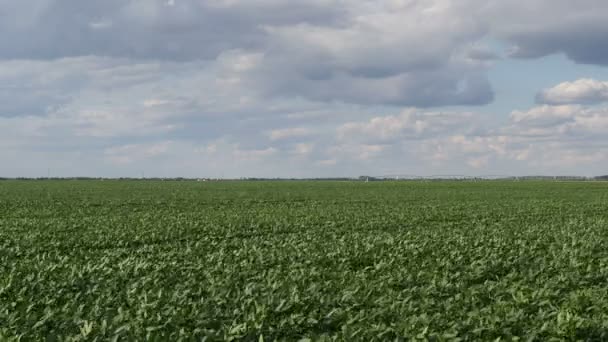 Plantas Soja Cultivadas Verdes Campo Con Cielo Nubes Imágenes Primavera — Vídeo de stock