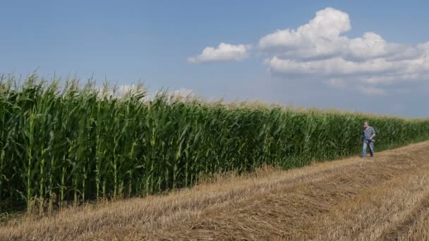 Landwirt Oder Agronom Überprüft Frühsommer Die Qualität Von Maispflanzen Auf — Stockvideo