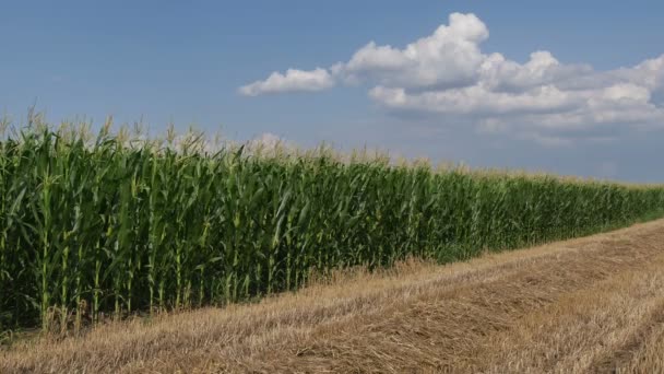 Polu Zielonej Kukurydzy Piękne Niebo Chmurami Wczesnym Latem Wiatrem Nagrań — Wideo stockowe