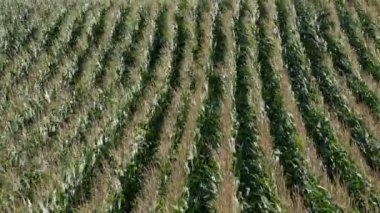 Yeşil mısır alan güçlü rüzgar yüksek açı görünümü 4k video, tarımda erken yaz altında
