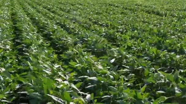 Green Cultivated Soy Bean Plants Field Wind Blowing Spring Time — Stock Video