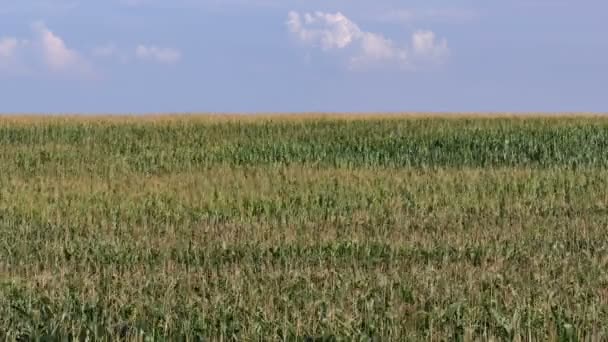 Зеленое Кукурузное Поле Небом Облаками Раннее Лето Дуновением Ветра Кадров — стоковое видео