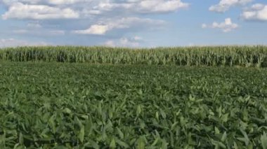 Yeşil alanı gökyüzü ve bulutlar, bahar zamanı 4 k görüntüleri ile soya fasulye ve mısır bitkileri ekili