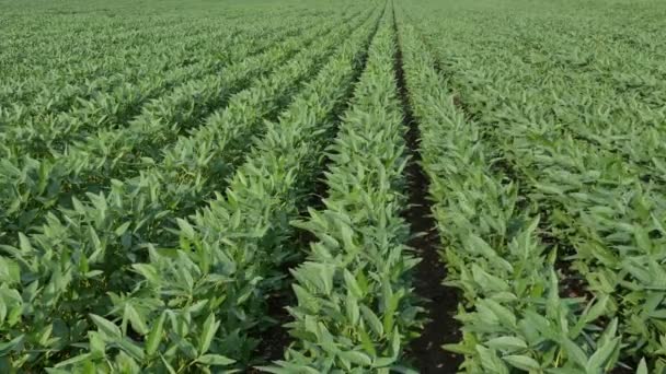 绿色栽培大豆植物在田间风吹 春季农业 — 图库视频影像