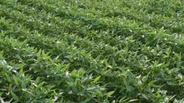 Tarım, yeşil soya fasulye bitki alanında bir rüzgar esiyor ile ekili.