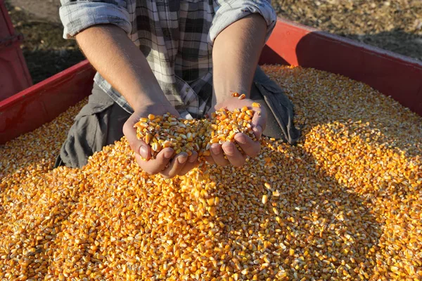 Raccolta Del Mais Allevamento Delle Mani Degli Agricoltori Versamento Delle — Foto Stock