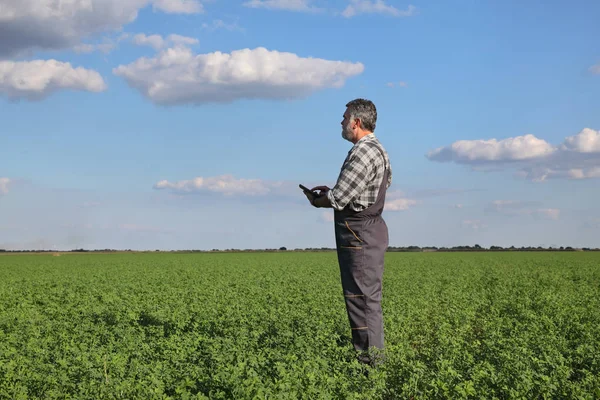 Agriculteur Agronome Examiner Plante Trèfle Dans Champ Utilisant Comprimé — Photo