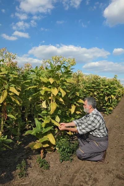 Rolnik Lub Agronom Zbadać Kwitnących Roślin Tytoniu Dziedzinie — Zdjęcie stockowe